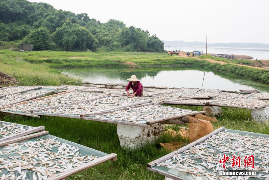 中国最大淡水湖鄱阳湖迎丰收季 湖面一派繁忙