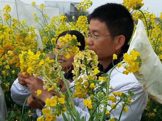 江西青年教授培育的17色稀有油菜花成果正式进入示范推广期