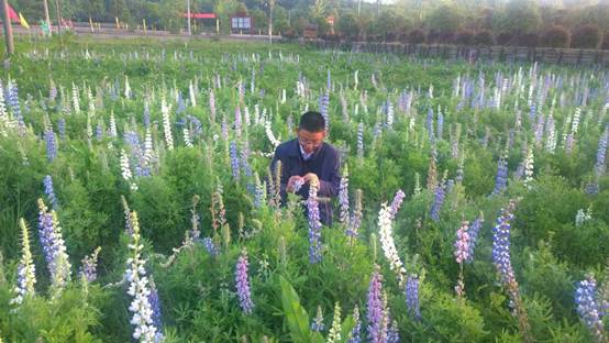江西农大教授在多地培育数万株鲁冰花并成功开花
