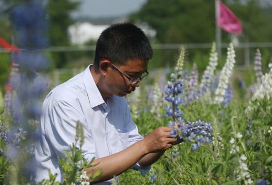 江西农大教授在多地培育数万株鲁冰花并成功开花