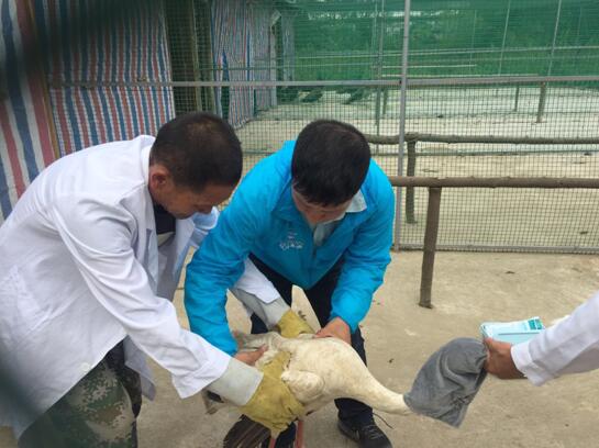 鄱阳湖农民捡到的生病白鹤已康复 下周一飞抵吉林放飞