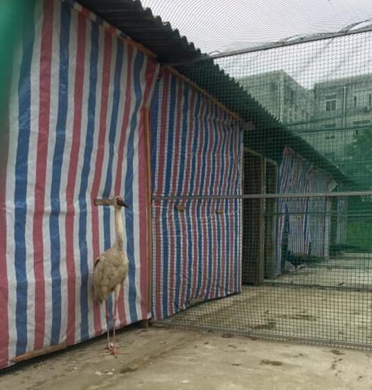 鄱阳湖农民捡到的生病白鹤已康复 下周一飞抵吉林放飞