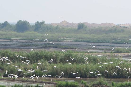 南矶湿地创新保护管理模式给鄱阳湖候鸟上“保险”
