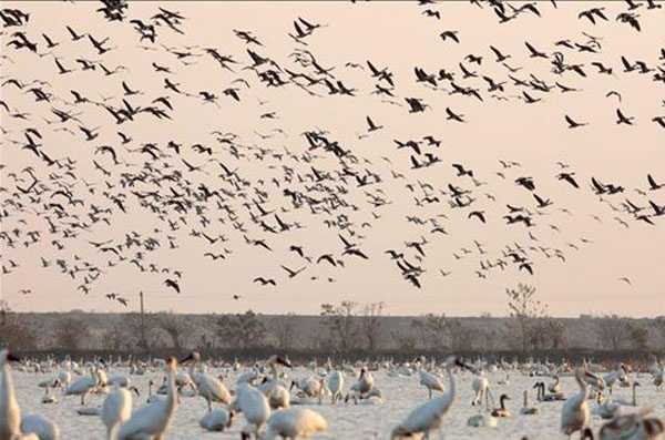 中国绿发会授予南昌五星白鹤保护小区“中华白鹤保护地”