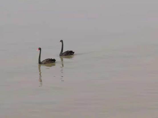 鄱阳湖棠荫岛附近水域罕见发现黑天鹅