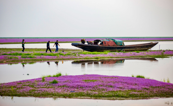 鄱阳湖湿地大面积蓼子花绽放