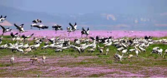 江西省鄱阳湖都昌湖区呈现壮美的花海候鸟景观