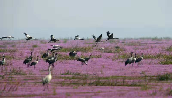 江西省鄱阳湖都昌湖区呈现壮美的花海候鸟景观